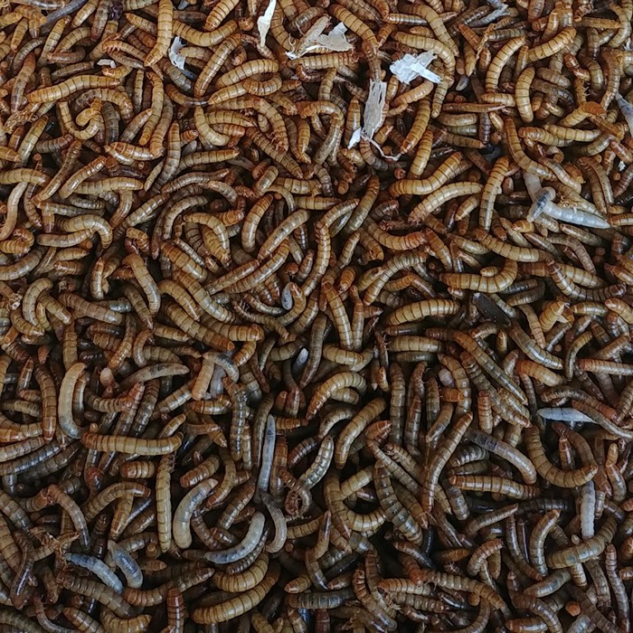 Levende meelwormen