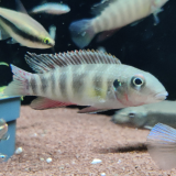 Wallaceochromis humilus