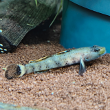 Rhinogobius "red pretty lips"
