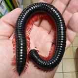 Goliath Red Leg Millipedes
