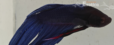 betta splendens man