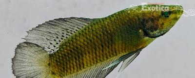 betta splendens man
