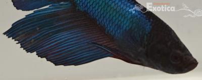 betta splendens man