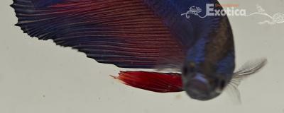 betta splendens man