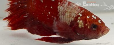 betta splendens man