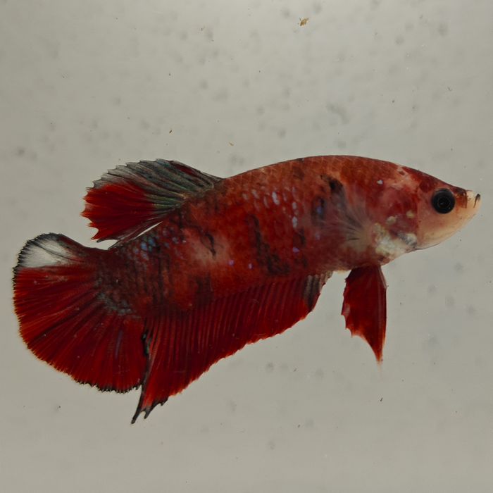 betta splendens man