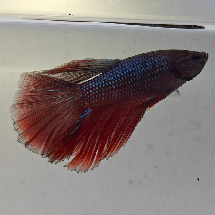 betta splendens man