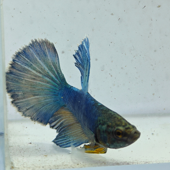 betta splendens man