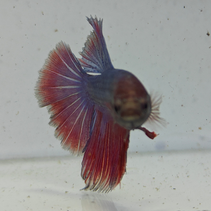 betta splendens man