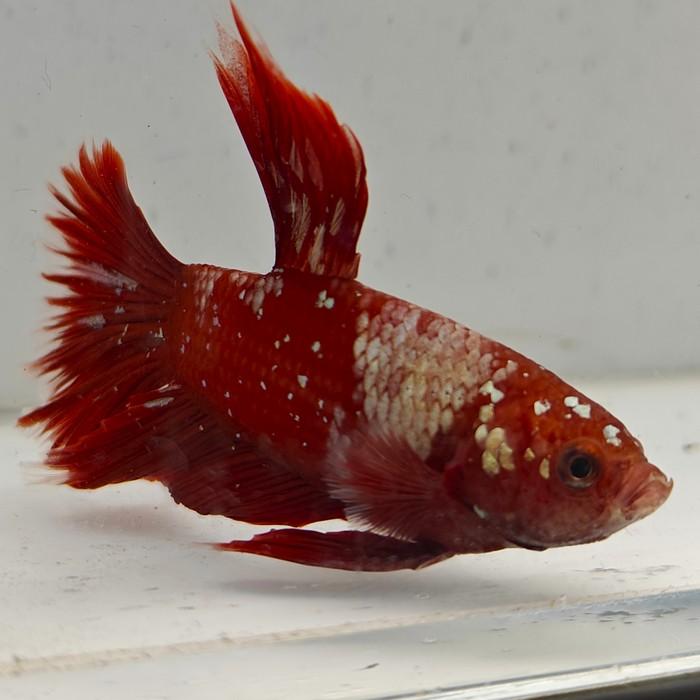 betta splendens man