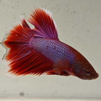 betta splendens man