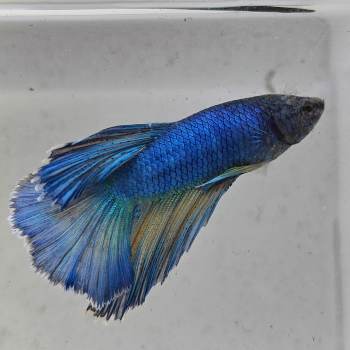 betta splendens mantttttt