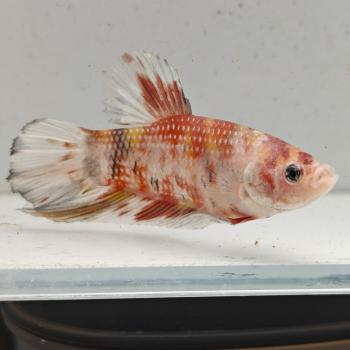 betta splendens man