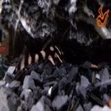 L-168 dekeyseria brachyura