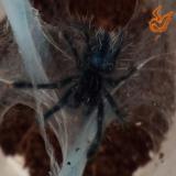 avicularia versicolor