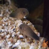Corydoras similis