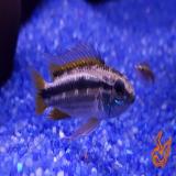 Apistogramma bitaeniata