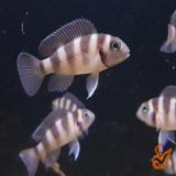 Neolamprologus tretocephalus