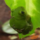 hyperolius concolor