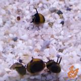 Clithon brenspinas diadema