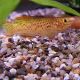 Aphyosemion gardneri gold (man)