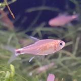 Axelrodia riesei