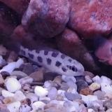 Dicrossus filamentosa