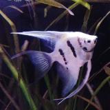 Pterophyllum scalare koi