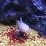 Hoplosternum thoracatum albino
