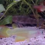 Aplocheilus lineatus man