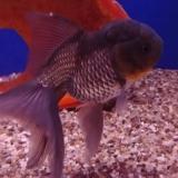 oranda blue