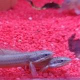 Polypterus senegalensis