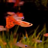 Lebistes reticulatus