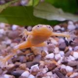 Hymenochirus boetgeri gold