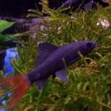 Labeo bicolor