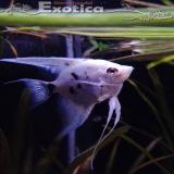pterophyllum scalare (platina marmer)