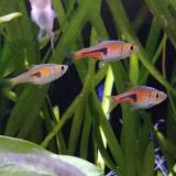 Rasbora espei