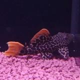 Pseudacanticus leopardus