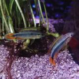 Apistogramma agassizi red dorsal