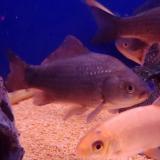 Carassius carassius