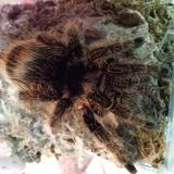 Brachypelma albopilosum