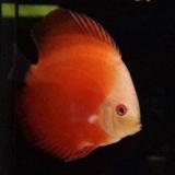 discus melon red
