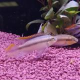 Pelvicachromis kribensis