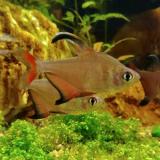 Hyphessobrycon robertsi (man)