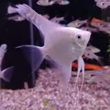 Pterophyllum scalare (platinum)