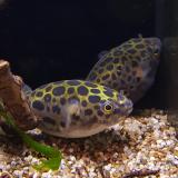 Dichotomyctere nigroviridus