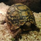 Geochelone pardalis (jong/volwassen)
