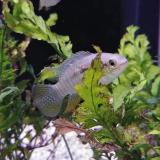 Laetacara curviceps