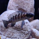 neolamprologus cylindricus