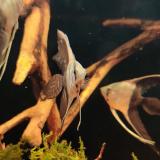 Pterophyllum scalare (Bicolor sluier)